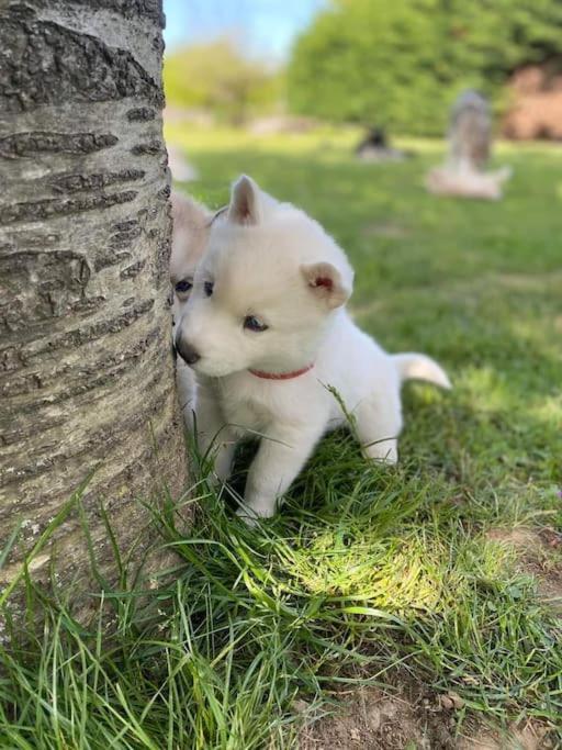 Gite Des Huskys Villa Tonnay-Charente Eksteriør bilde