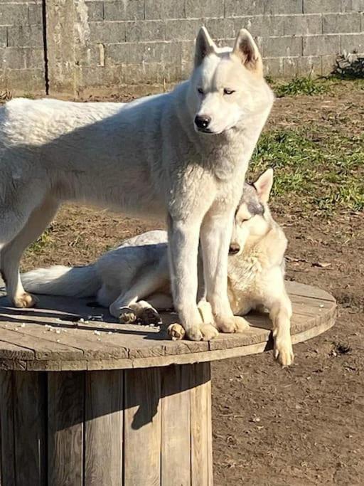 Gite Des Huskys Villa Tonnay-Charente Eksteriør bilde